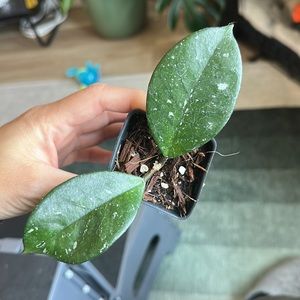 Hoya fungii plant really fragrant flowers